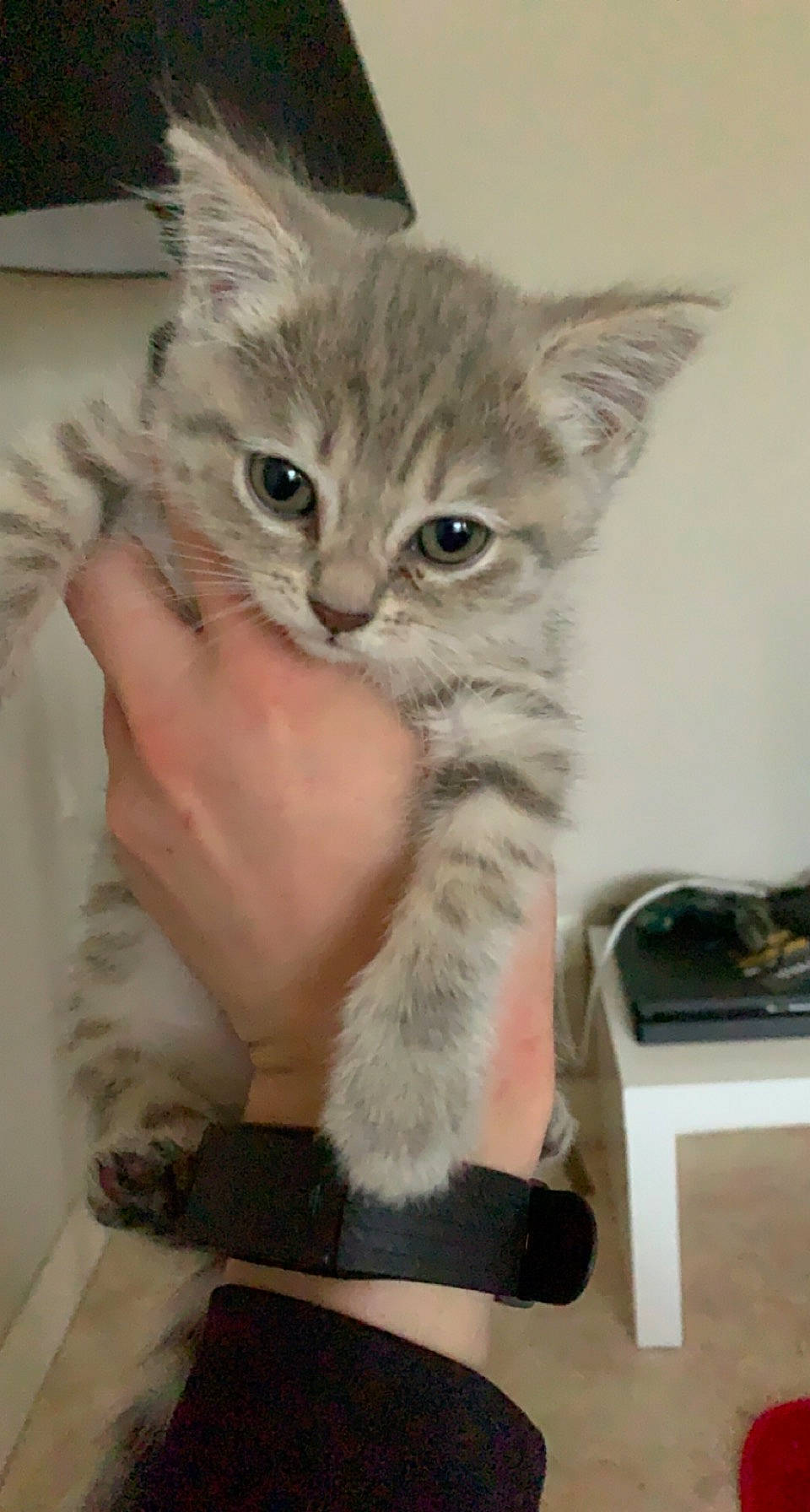 Siboulette a rejoint le concours — aidez-le/la à gagner de superbes lots ! carnivore, cat, chair, claw, comfort, domestic_short_haired_cat, fawn, felidae, fur, gesture, lap, office_supplies, paw, small_to_medium_sized_cats, snout, tail, whiskers