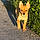 Youki
