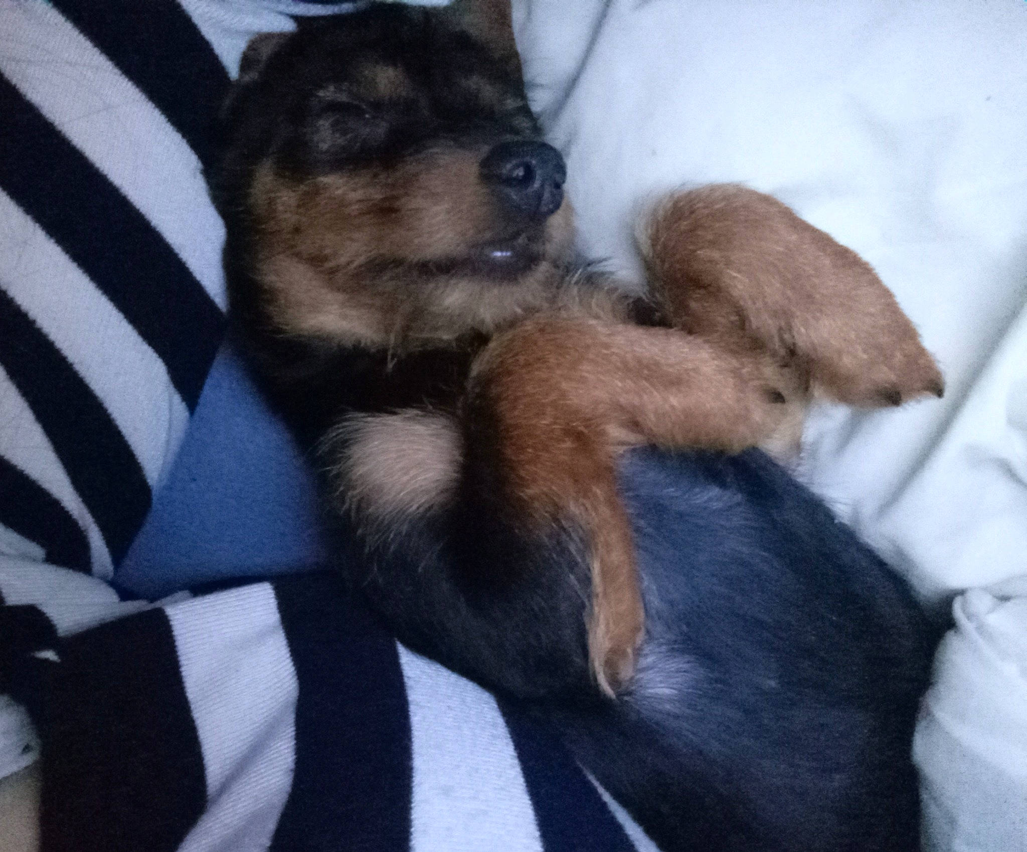 Chipie participe au concours pour gagner de l'argent avec cette photo : canidae, carnivore, claw, comfort, companion_dog, dog, dog_breed, fawn, fur, german_shepherd_dog, guard_dog, paw, puppy_love, snout, sporting_group, tail, terrestrial_animal, toy_dog, working_dog