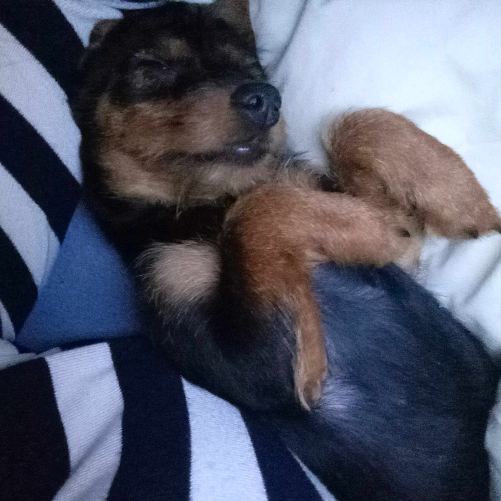 Chipie