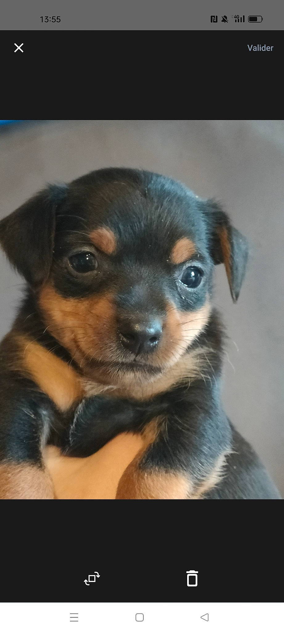 Fifi a rejoint le concours — aidez-le/la à gagner de superbes lots ! beaglier, canidae, carnivore, companion_dog, dog, dog_breed, ear, eye, fawn, fur, puppy, snout, sporting_group, terrestrial_animal, toy_dog, whiskers, working_dog