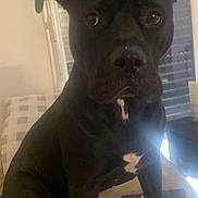 Chanel a rejoint le concours — aidez-le/la à gagner de superbes lots ! animal, black_dog, blinds, companion, couch, curious, dog, domestic_animal, ears, expression, face, fur, indoor, mammal, nose, pet, remote_control, sitting, white_patch, window