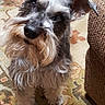 animal, beard, carpet, companion, couch, cozy, curious, cute, dog, domestic, fur, furniture, household, indoor, looking_up, mammal, pet, portrait, schnauzer, standing