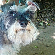 Sage Makenzy is registered to the contest to win money with this photo: animal, beard, canine, closeup, curious, dog, ears, eyes, fur, garden, muzzle, nature, nose, outdoor, pet, portrait, schnauzer, soil, tree, whiskers