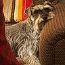Sage Makenzy is registered to the contest to win money with this photo: animal, brown, canine, comfort, couch, cozy, dog, fur, furniture, gray, home, indoor, long_hair, lying_down, pet, portrait, relaxed, resting, schnauzer, striped_blanket