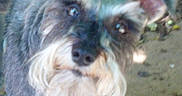 Sage Makenzy is registered to the contest to win money with this photo: animal, beard, black, brown, canine, close_up, curious, dirt, dog, ears, eyes, fur, ground, mammal, nature, outdoor, pet, portrait, rocks, scruffy