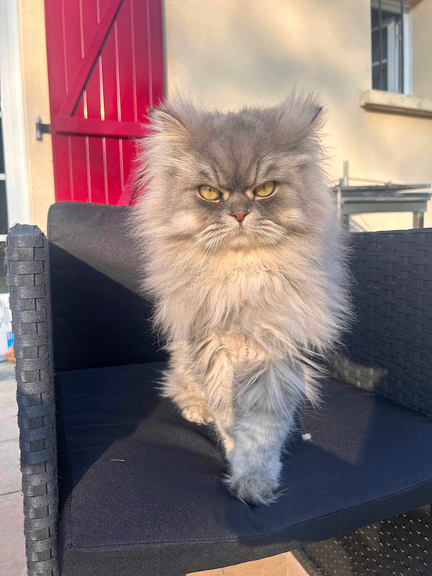 Simba participe au concours pour gagner de l'argent avec cette photo : animal, cat, chair, closeup, door, fluffy, furniture, gray, home, outdoor, pet, portrait, serious_expression, shadow, strutting, sunlight, texture, wicker, window, yellow_eyes