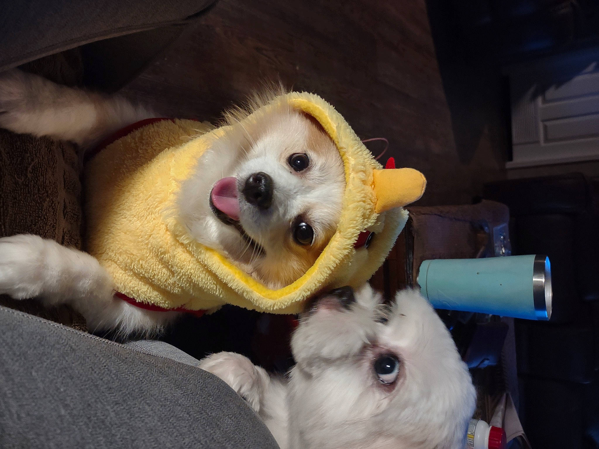 Bambam joined the competition — help win amazing prizes! canidae, carnivore, comfort, companion_dog, dog, dog_breed, dog_supply, fang, fawn, fur, mammal, plush, smile, snout, sporting_group, stuffed_toy, toy, toy_dog, whiskers, working_animal