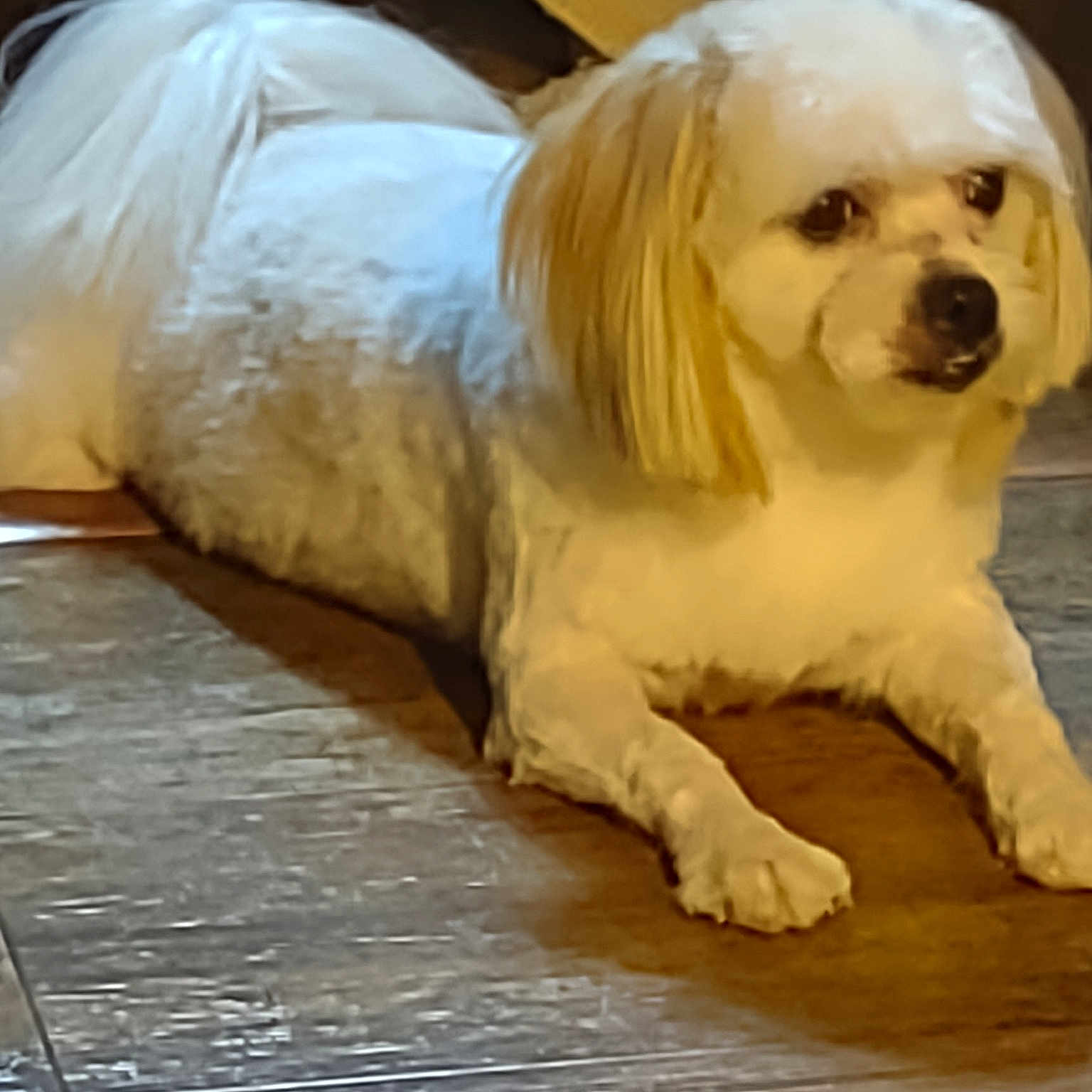 Sheshe joined the competition — help win amazing prizes! canidae, carnivore, companion_dog, dog, dog_breed, dog_supply, flooring, fur, maltepoo, non_sporting_group, puppy_love, small_terrier, snout, sporting_group, terrier, toy_dog, tree, whiskers, wood, working_animal