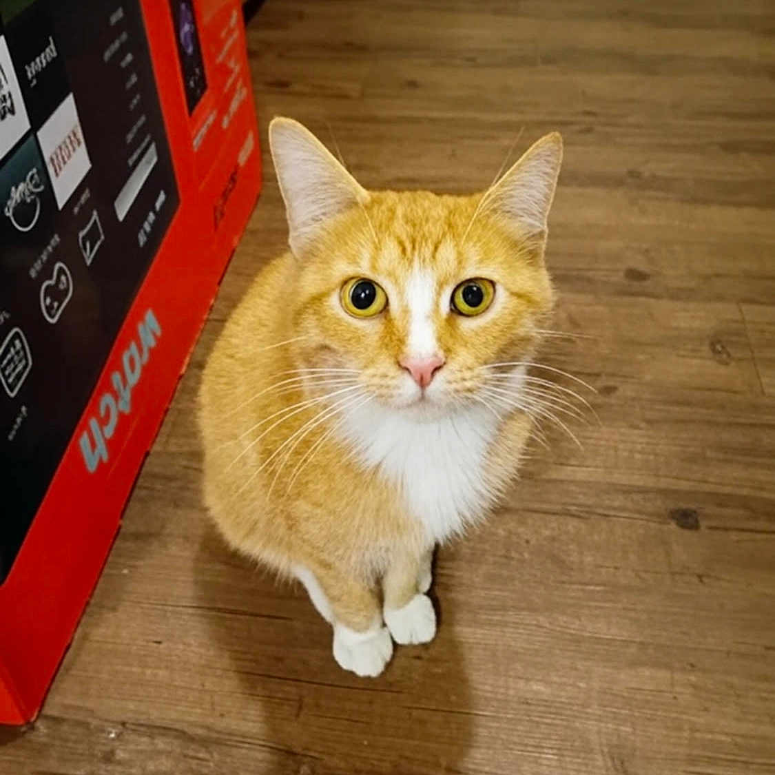 George joined the competition — help win amazing prizes! animal, box, cat, curious, cute, domestic_animal, ears, eyes, feline, flooring, fur, indoor, looking_up, mammal, orange_cat, pet, sitting, whiskers, white_paws, wooden_floor