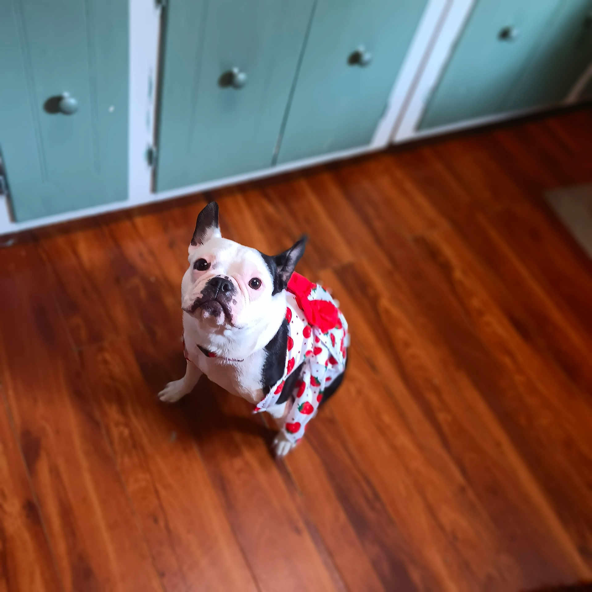 Cookie joined the competition — help win amazing prizes! animal, black_and_white, boston_terrier, cabinet, clothing, cozy, curious, cute, dog, domestic_pet, dress, flooring, home_interior, indoor, looking_up, pet, portrait, red_bow, small_dog, wooden_floor