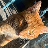 Kitty is registered to the contest to win money with this photo: cat, orange_tabby, close_up, sunlight, golden_eyes, whiskers, carpet, blue_chair, shadow, indoor, pet, feline, curious, warm_light, portrait, animal, domestic_cat, eye_contact, fur, morning_light