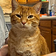 Kitty joined the competition — help win amazing prizes! animal, cat, closeup, cozy, domestic_cat, ears, expression, face, feline, fur, ginger_cat, household, indoor, kitchen, orange, pet, tabby, table, whiskers, wooden_cabinets