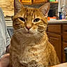 animal, cat, closeup, cozy, domestic_cat, ears, expression, face, feline, fur, ginger_cat, household, indoor, kitchen, orange, pet, tabby, table, whiskers, wooden_cabinets