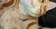 Kitty is registered to the contest to win money with this photo: animal, cat, close_up, cute, face, feline, fluffy, fur, head, indoor, orange_tabby, paw, pet, portrait, striped, surprised_expression, teeth, texture, whiskers, wide_eyes