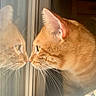 Kitty is registered to the contest to win money with this photo: cat, orange_tabby, reflection, window, whiskers, sunlight, indoor, pet, animal, feline, closeup, curious, portrait, looking, side_profile, soft_light, home, cute, domestic_cat, relaxed