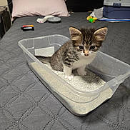 Lucky Toe Beans is registered to the contest to win money with this photo: kitten, cat, litter_box, bed, gray_bedspread, plastic_container, indoor, pet_carrier, pillow, small_animal, curious, cute, feline, young, fur, whiskers, ears, eyes, domestic_animal, cozy