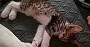 Lucky Toe Beans joined the competition — help win amazing prizes! kitten, cat, sleeping, resting, tabby, pet, animal, feline, paws, blanket, soft, cozy, indoor, cute, fur, whiskers, relaxation, domestic, young, nap