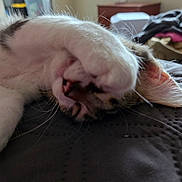 Lucky Toe Beans is registered to the contest to win money with this photo: bed, blurred_background, cat, closeup, covering_face, cozy, cute, ear, fur, home, indoor, paw, pet, quilt, relaxing, resting, sleeping, tabby, whiskers, white_fur