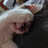 Lucky Toe Beans is registered to the contest to win money with this photo: animal, cat, closeup, comfort, covering, cozy, cute, ear, face, fur, indoor, nap, nose, paw, pet, relaxed, resting, sleeping, soft, whiskers