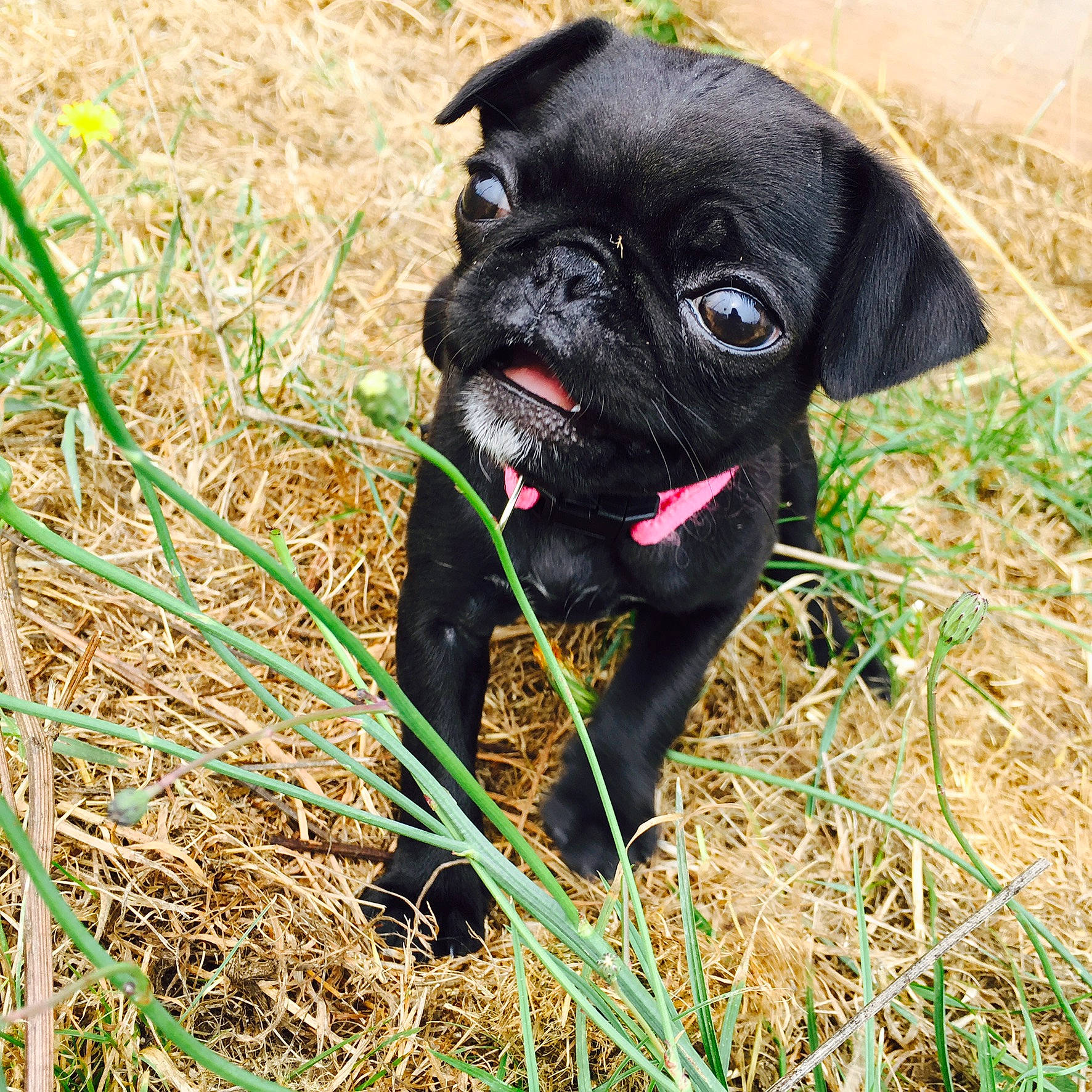 Kiya is registered to the contest to win money with this photo: canidae, carlin_pinscher, carnivore, companion_dog, dog, dog_breed, grass, mammal, pug, puggle, puppy, rare_breed_dog, snout, sporting_group, vertebrate