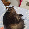 cat, fluffy_cat, tabby_cat, indoor, bed, blanket, teddy_bear, plush_toy, furniture, relaxed, pet, animal, cute, cozy, resting, looking_at_camera, tail, fur, home, soft