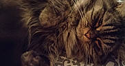 Sweety participe au concours pour gagner de l'argent avec cette photo : animal, bedspread, cat, closeup, cozy, cute, domestic, feline, fluffy, fur, indoor, lazy, pattern, paw, pet, relaxed, resting, sleepy, tabby, whiskers