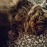 animal, bedspread, cat, closeup, cozy, cute, domestic, feline, fluffy, fur, indoor, lazy, pattern, paw, pet, relaxed, resting, sleepy, tabby, whiskers