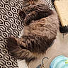 cat, tabby, fluffy, wide_eyes, lying_down, indoor, rug, patterned_rug, scratching_post, toy, ball_toy, pet, feline, whiskers, tail, fur, relaxing, cozy, home, curious