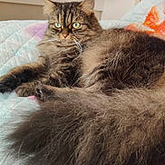 Sweety a rejoint le concours — aidez-le/la à gagner de superbes lots ! animal, bed, bedroom, blanket, cat, cozy, ears, face, fluffy, fur, green_eyes, indoor, long_hair, lounging, lying_down, pet, portrait, relaxed, tabby, whiskers