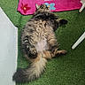 cat, fluffy, lying_down, artificial_grass, pink_rug, flower_pattern, curious, paws, furry_tail, indoor, relaxed, pet, cute, tabby, striped_fur, soft, cozy, animal, domestic, resting