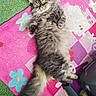 cat, fluffy, tabby, lying_down, rug, pink, purple, floral_pattern, green_grass, indoor, pet, cute, relaxed, feline, whiskers, tail, chair_leg, fur, animal, resting