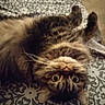 animal, bedspread, cat, close_up, cute, domestic_animal, feline, fluffy, fur, indoor, mammal, patterned_blanket, pet, portrait, relaxed, resting, tabby_cat, upside_down, whiskers, wide_eyes