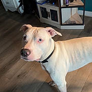 Roscoe is registered to the contest to win money with this photo: animal, cabinet, canine, collar, curious, dog, domestic, ears, floor, flooring, furniture, household_items, indoor, light, looking_up, pet, room, standing, white_dog, wooden_floor