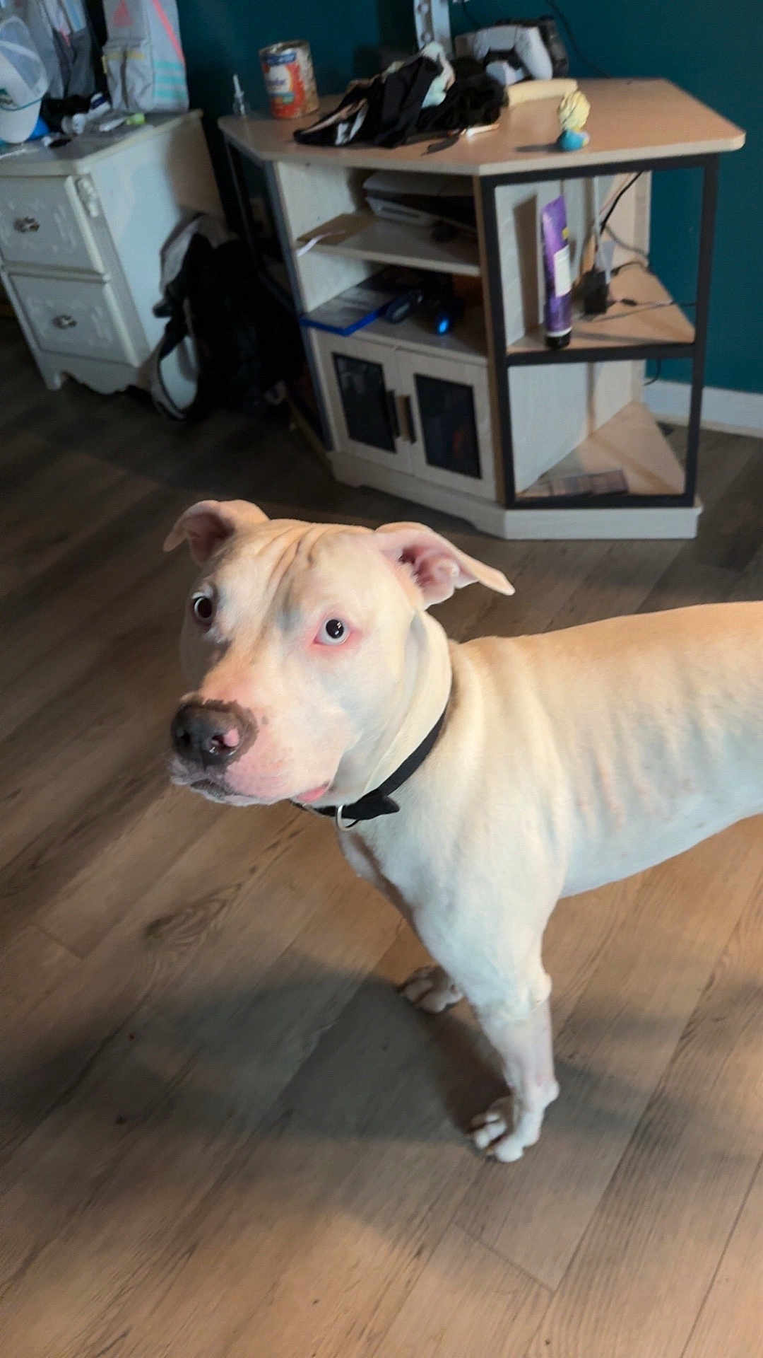 Roscoe is registered to the contest to win money with this photo: animal, cabinet, canine, collar, curious, dog, domestic, ears, floor, flooring, furniture, household_items, indoor, light, looking_up, pet, room, standing, white_dog, wooden_floor