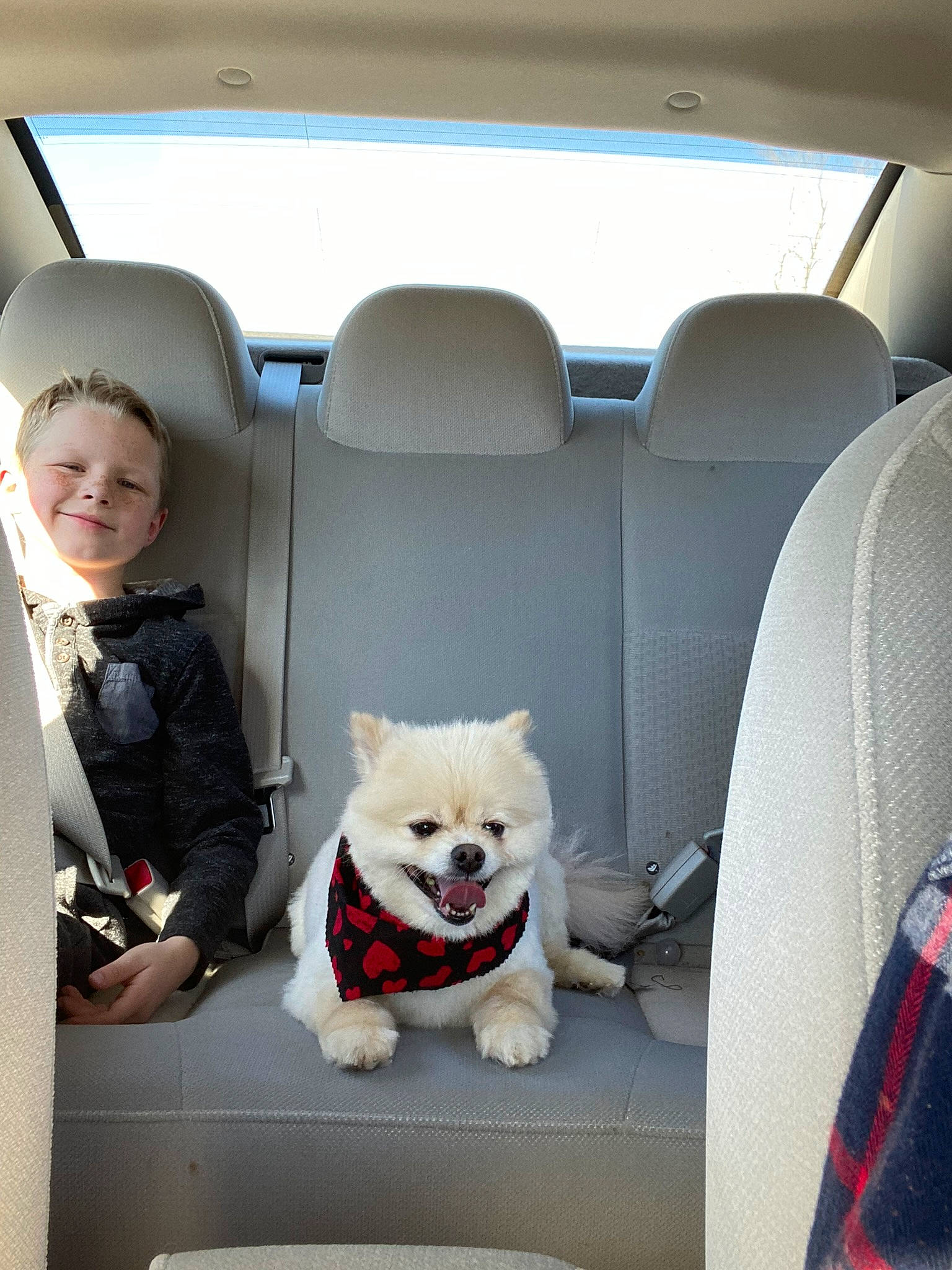 Lilly is registered to the contest to win money with this photo: auto_part, automotive_design, car, car_seat, car_seat_cover, carnivore, chair, companion_dog, dog, dog_breed, family_car, head_restraint, luxury_vehicle, motor_vehicle, seat_belt, sitting, smile, vehicle, vehicle_door, window