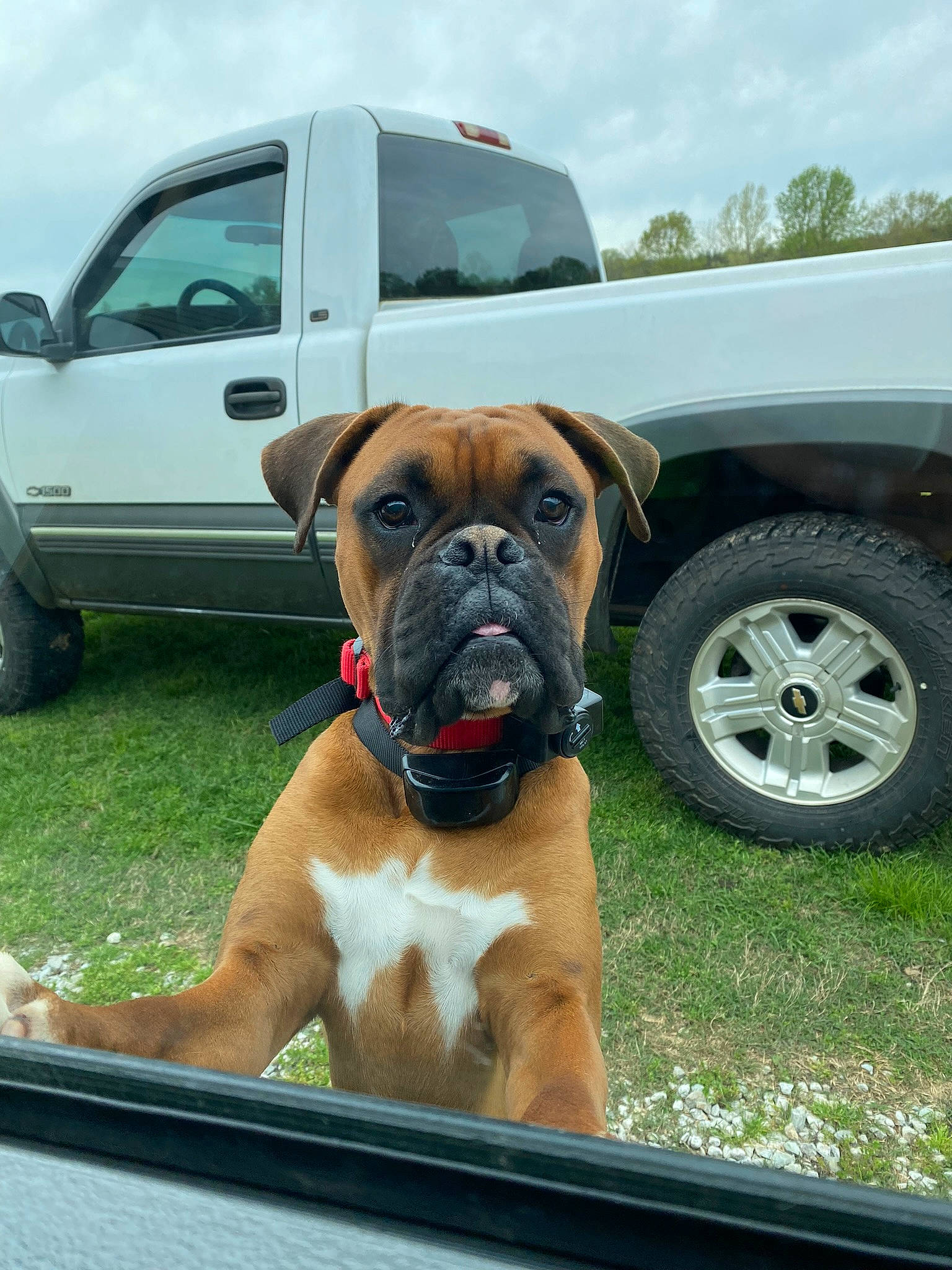 Leroy is registered to the contest to win money with this photo: automotive_tire, boxer, car, carnivore, cloud, collar, companion_dog, dog, dog_breed, dog_collar, fawn, fender, plant, sky, snout, tire, vehicle, wheel, working_animal, wrinkle