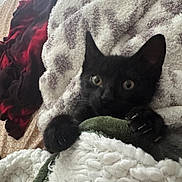 Ezra joined the competition — help win amazing prizes! animal, bed, black_cat, blanket, claws, comfort, cozy, curious, cute, feline, fur, home, indoor, kitten, paws, pet, resting, sleepy, soft_texture, wide_eyes