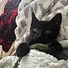 animal, bed, black_cat, blanket, claws, comfort, cozy, curious, cute, feline, fur, home, indoor, kitten, paws, pet, resting, sleepy, soft_texture, wide_eyes