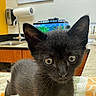 Ezra joined the competition — help win amazing prizes! animal, aquarium, black_kitten, blanket, cabinet, cat, countertop, curious, feline, fur, indoor, kitten, paper_towel_holder, patterned_blanket, pet, room, sink, veterinary, whiskers, wide_eyes