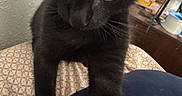 Ezra is registered to the contest to win money with this photo: animal, background, bedspread, black_cat, closeup, curious, cute, eyes, feline, furniture, household, indoor, kitten, lamp, pattern, paw, pet, table, whiskers, young