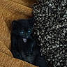 Ezra is registered to the contest to win money with this photo: animal, black_kitten, blanket, cat, cozy, cute, fluffy_rug, fur, furry, indoor, orange_blanket, pet, playful, resting, rug, small, textured_blanket, tongue_out, wide_eyes, young