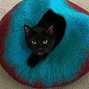 Pearl joined the competition — help win amazing prizes! black_cat, cat, pet_cave, felted_cave, cozy, indoor, carpet, animal, feline, curious, looking, mouth_open, cute, pet, soft_texture, colorful, blue, red, black, domestic_cat
