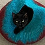 black_cat, cat, pet_cave, felted_cave, cozy, indoor, carpet, animal, feline, curious, looking, mouth_open, cute, pet, soft_texture, colorful, blue, red, black, domestic_cat