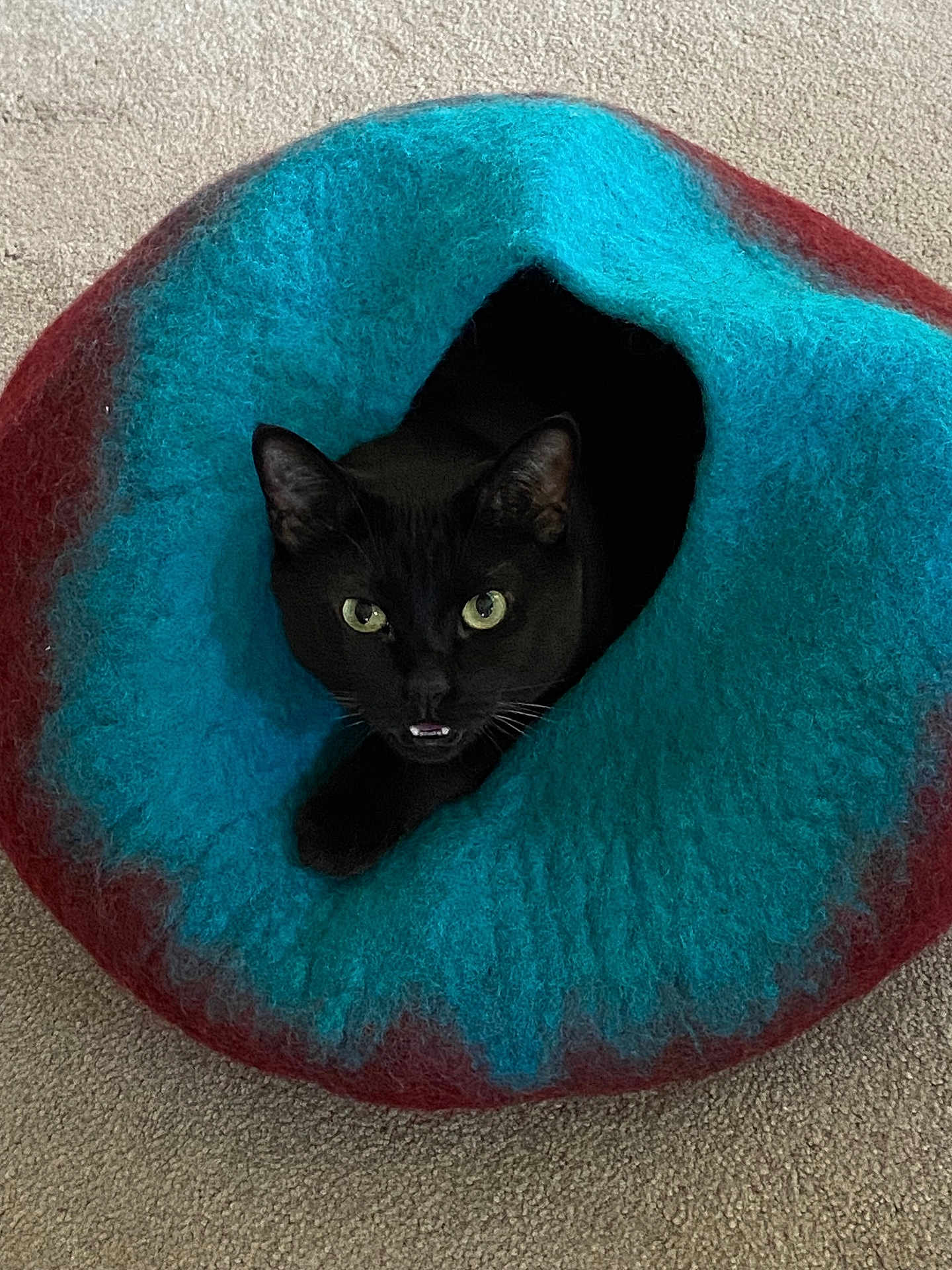 Pearl joined the competition — help win amazing prizes! black_cat, cat, pet_cave, felted_cave, cozy, indoor, carpet, animal, feline, curious, looking, mouth_open, cute, pet, soft_texture, colorful, blue, red, black, domestic_cat