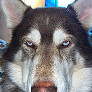 Blue a rejoint le concours — aidez-le/la à gagner de superbes lots ! dog, husky, siberian_husky, close_up, portrait, blue_eyes, face, nose, ears, fur, whiskers, muzzle, pet, indoor, lamp, television, flash, red_eye, bedding, adorable