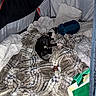 Osiris participe au concours pour gagner de l'argent avec cette photo : animal, black_and_white, blanket, comfort, cozy, cute, dog, domestic, fabric, fur, indoor, pet, pillow, plaid, puppies, relaxation, resting, sleeping_bag, snuggle, tent