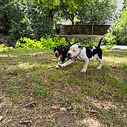 Osiris participe au concours pour gagner de l'argent avec cette photo : animals, black_and_white, collars, daylight, dogs, fun, grass, greenery, happy, nature, outdoor, park, pets, playing, puppies, running, summer, sunlight, trees, young_dogs
