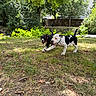 animals, black_and_white, collars, daylight, dogs, fun, grass, greenery, happy, nature, outdoor, park, pets, playing, puppies, running, summer, sunlight, trees, young_dogs