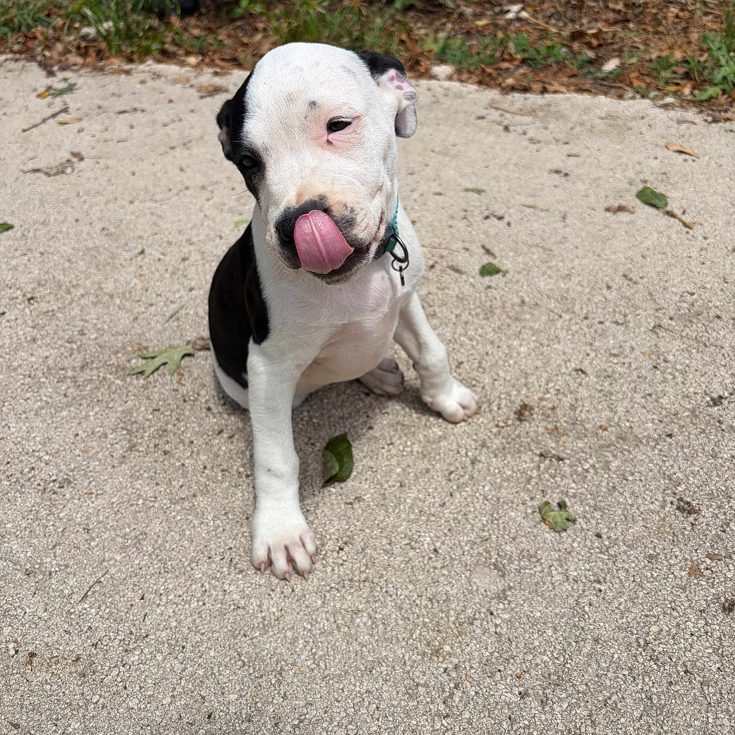 Osiris a rejoint le concours — aidez-le/la à gagner de superbes lots ! adorable, animal, black_and_white, cheeky, collar, concrete, cute, dog, friendly, greenery, nature, outdoor, pet, playful, puppy, sitting, small_dog, sunlight, tongue_out, young_dog